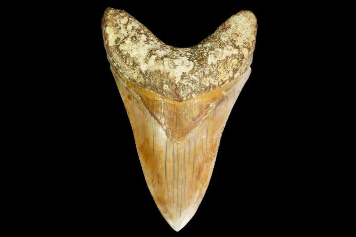 Serrated, Lower, Fossil Megalodon Tooth - Indonesia #149850